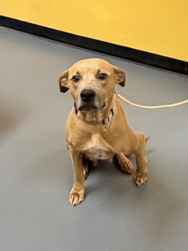 Enlarge 26-02-0466 Darla, a Adoptable mixed breed in Dallas, GA image 1/1