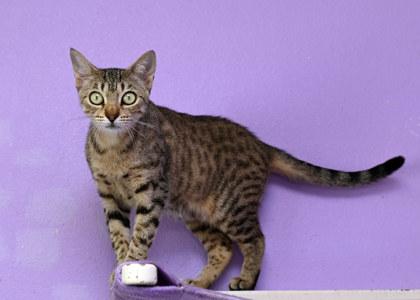 Logan, a Adoptable Domestic Short Hair in Baton Rouge, LA image 1/2