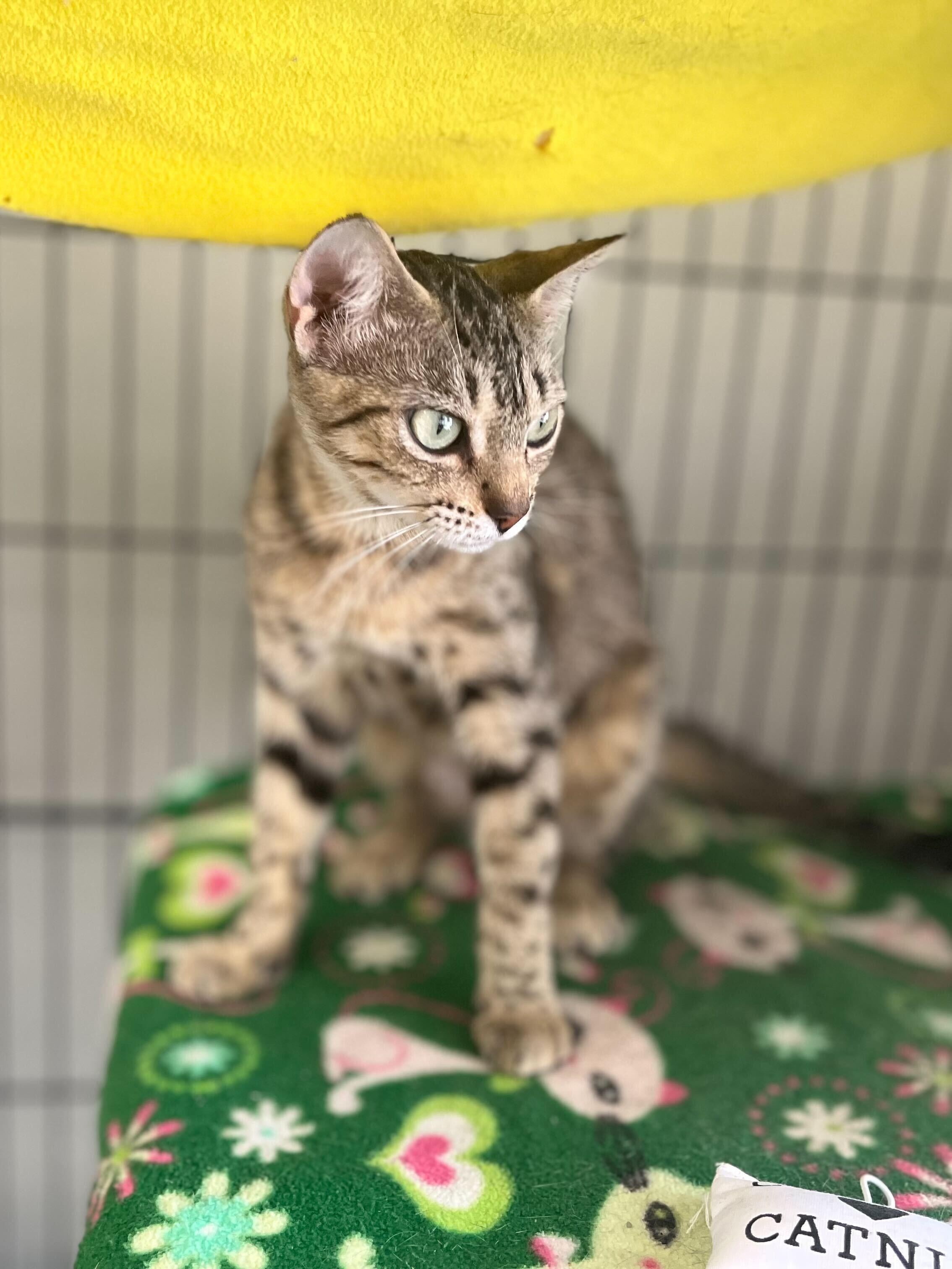 Logan, a Adoptable Domestic Short Hair in Baton Rouge, LA image 2/2