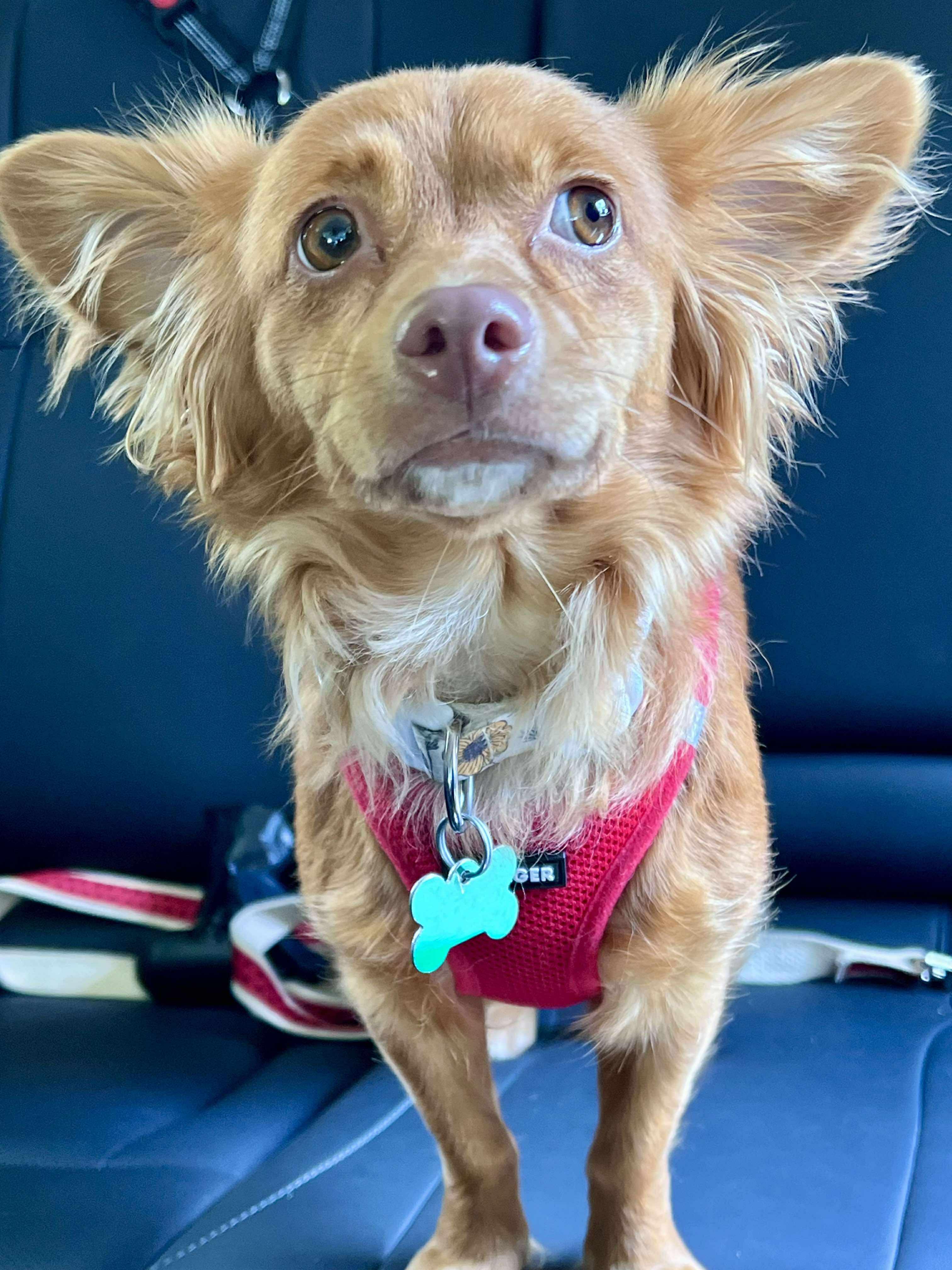 Penny