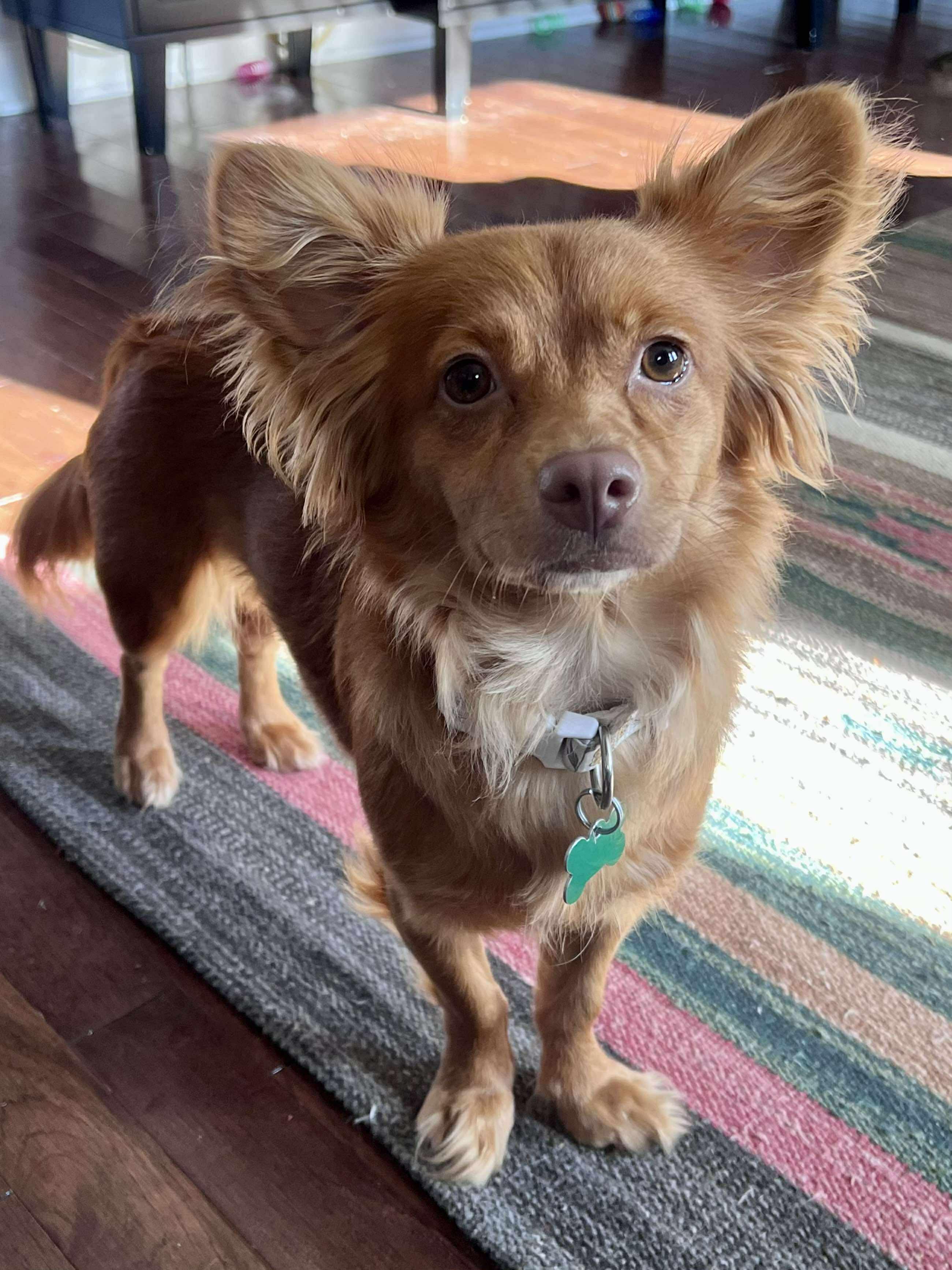 Penny