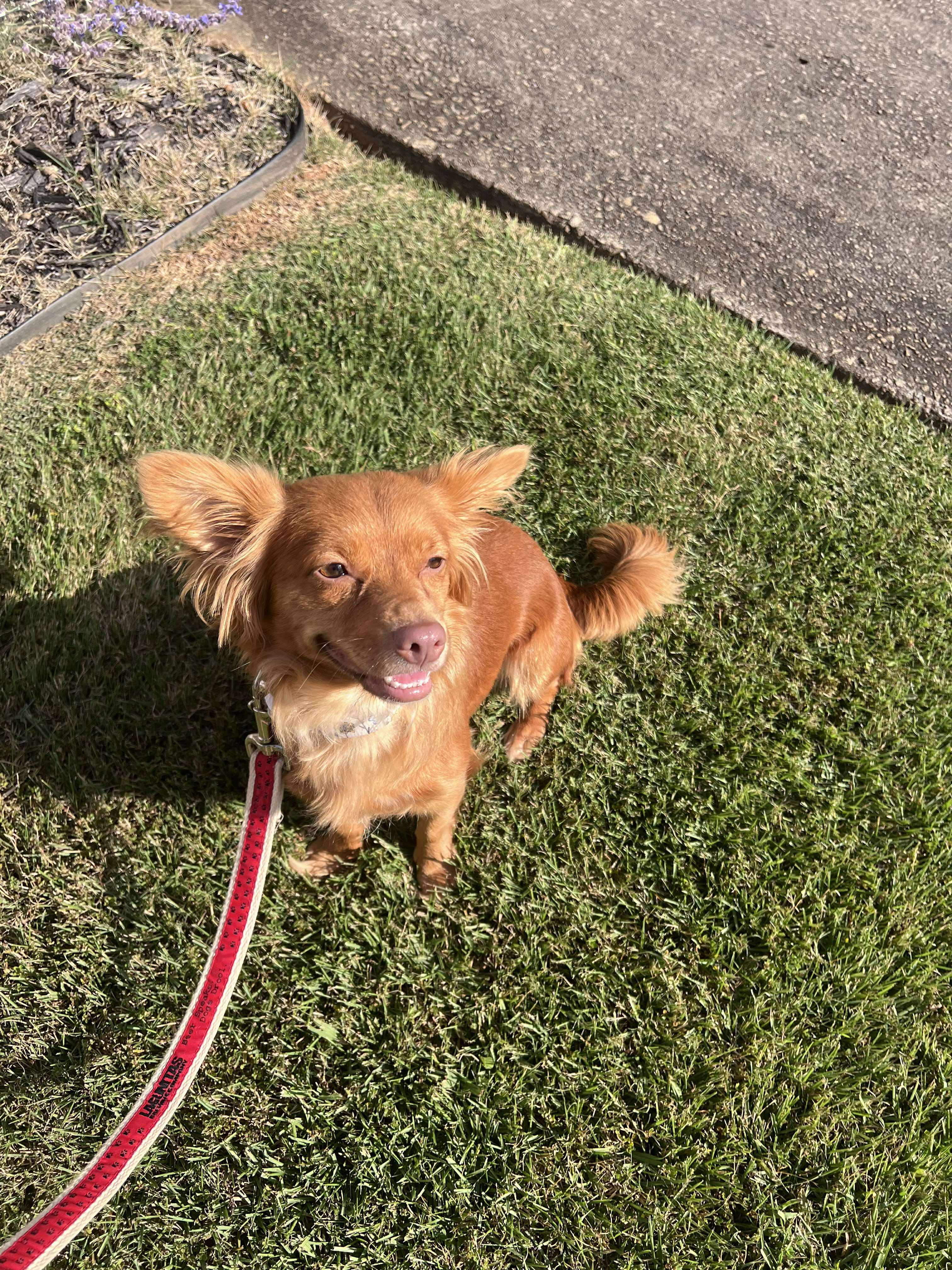 Penny