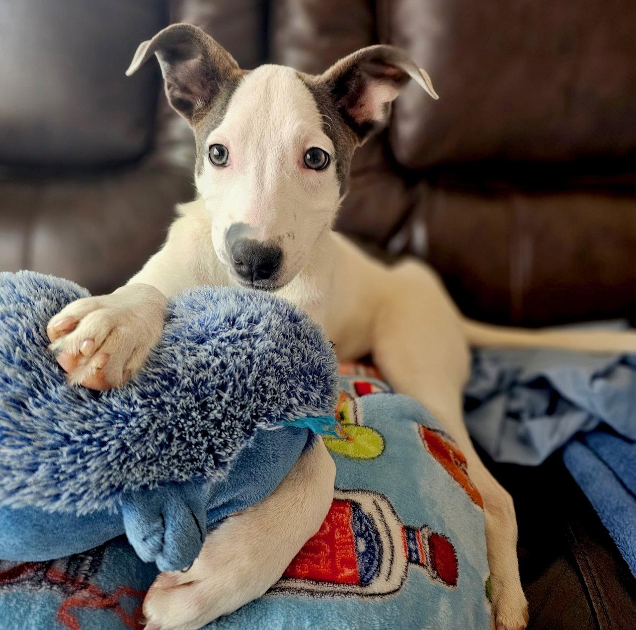 Zorro, Adoptable, Puppy Male Labrador Retriever & Pit Bull Terrier.