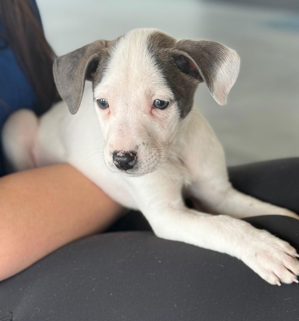 Zorro, Adoptable, Puppy Male Labrador Retriever & Pit Bull Terrier.