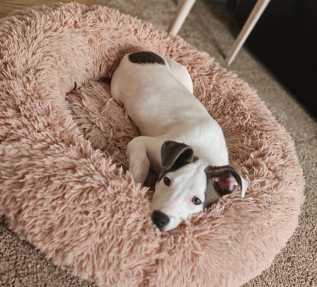 Enlarge Zorro, a Adoptable mixed breed in GILBERTS, IL image 2/3