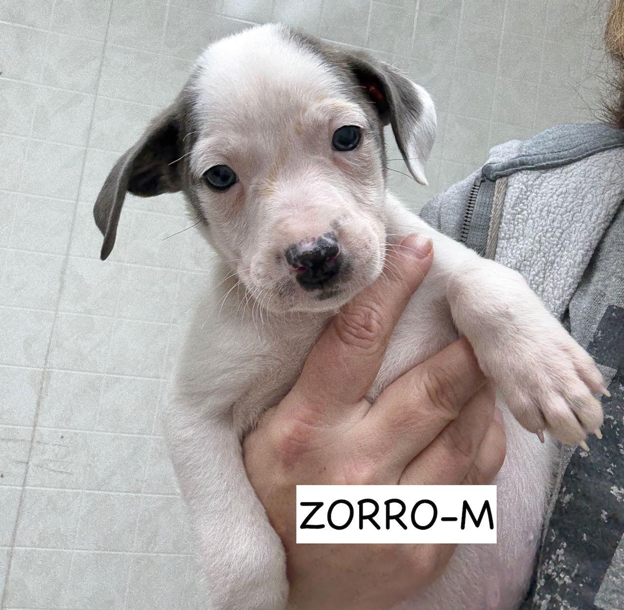 Zorro, a Adoptable mixed breed in GILBERTS, IL image 2/3