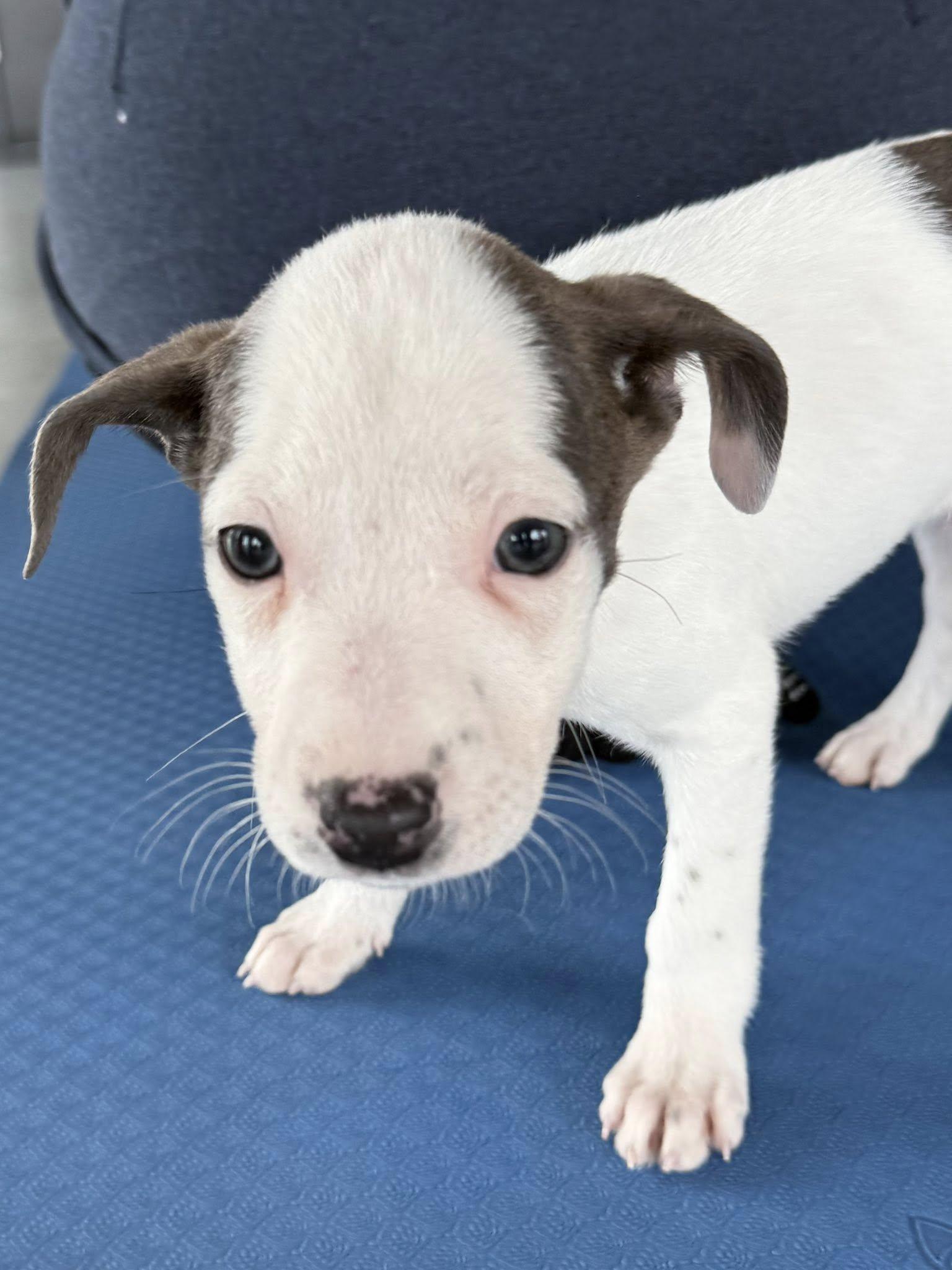 Zorro, a Adoptable mixed breed in GILBERTS, IL image 3/3