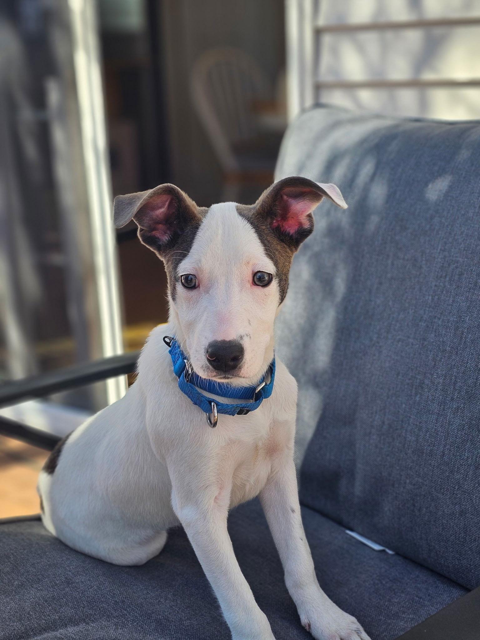 Enlarge Zorro, a Adoptable mixed breed in GILBERTS, IL image 3/3