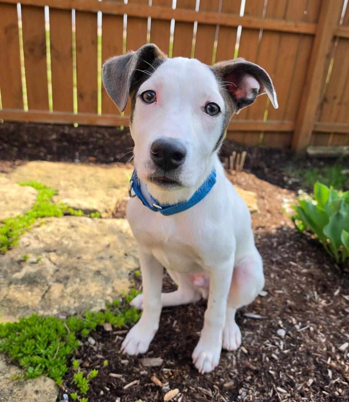 Enlarge Zorro, a Adoptable mixed breed in GILBERTS, IL image 3/3