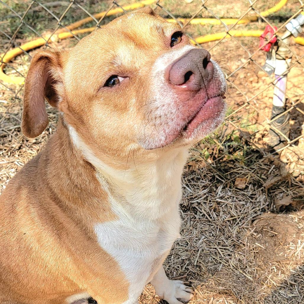 Teddy, a Adoptable mixed breed in Valley, AL image 1/6