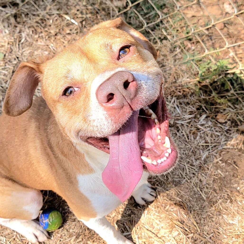 Teddy, a Adoptable mixed breed in Valley, AL image 3/6