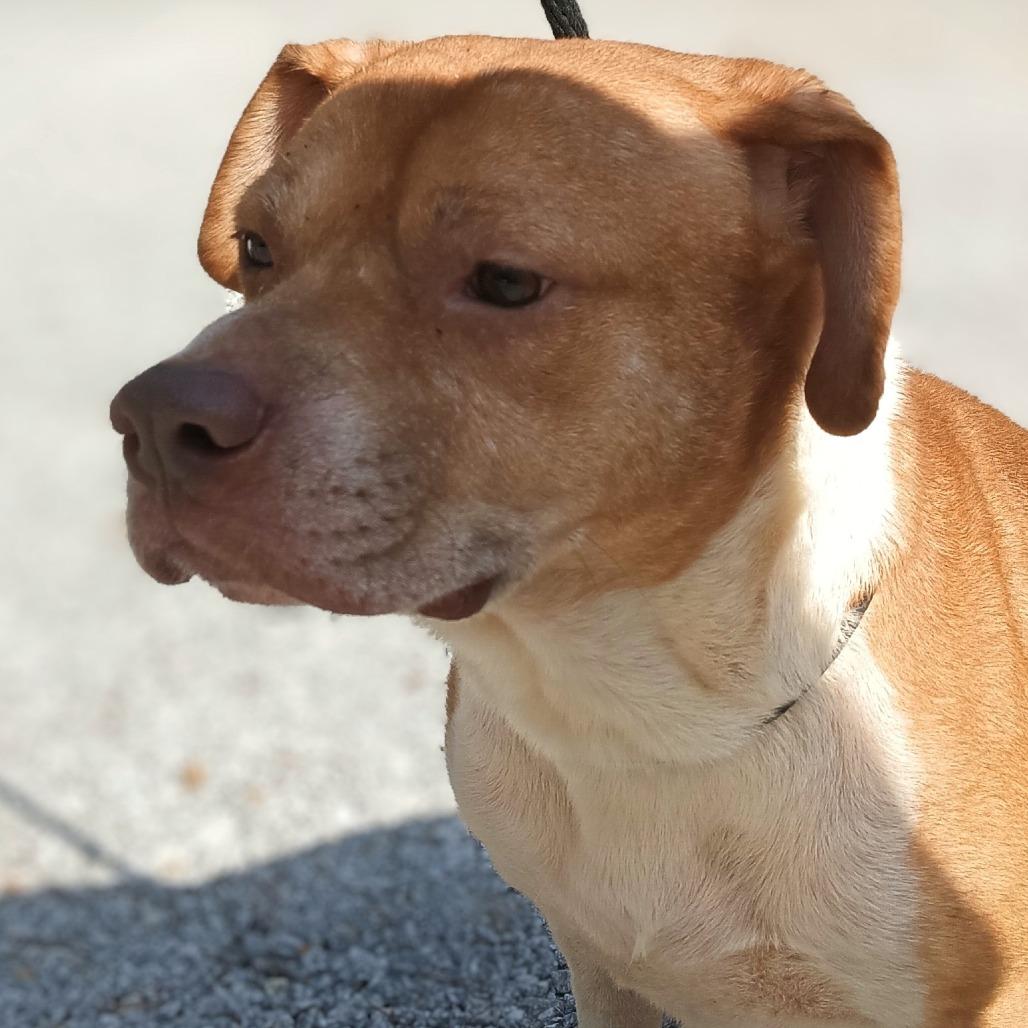 Teddy, a Adoptable mixed breed in Valley, AL image 4/6