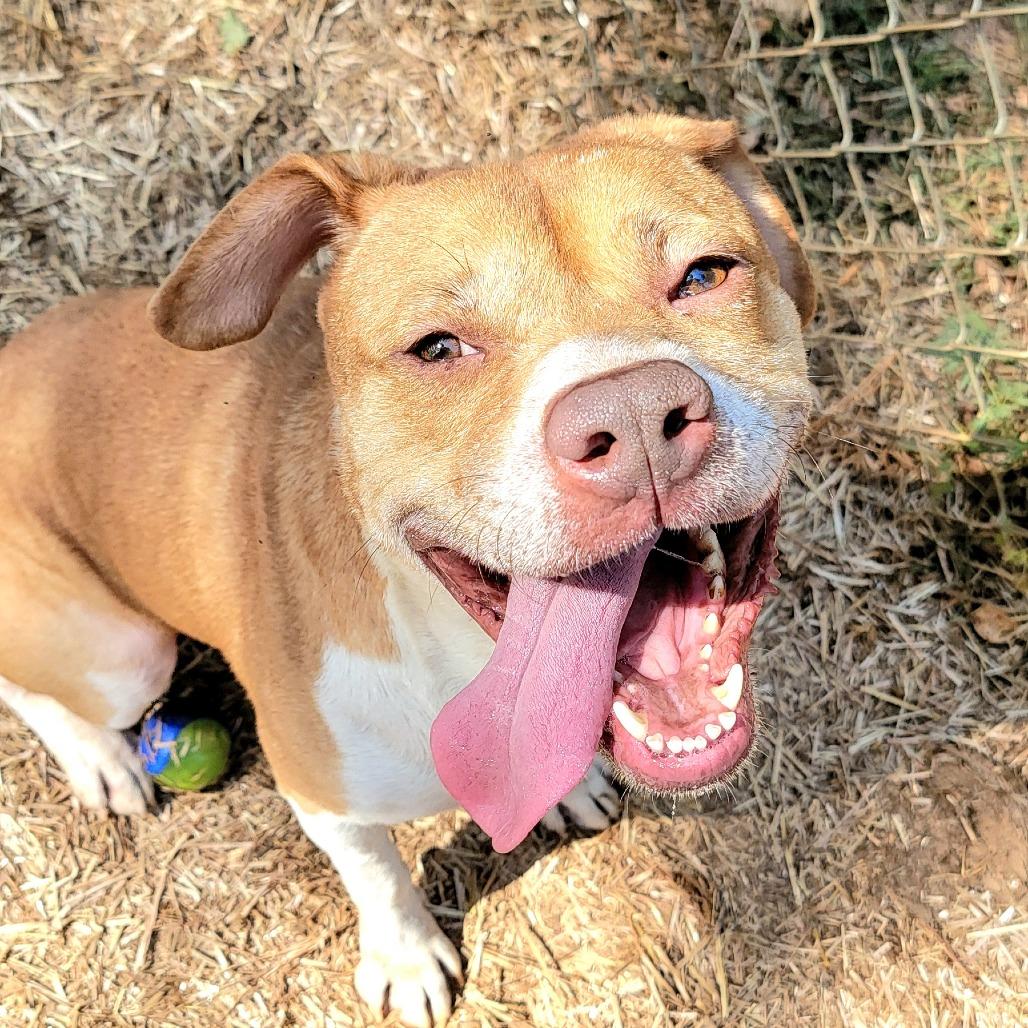 Teddy, a Adoptable mixed breed in Valley, AL image 5/6