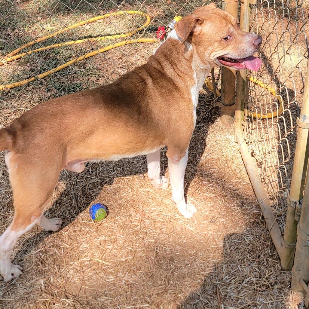 Teddy, a Adoptable mixed breed in Valley, AL image 4/6