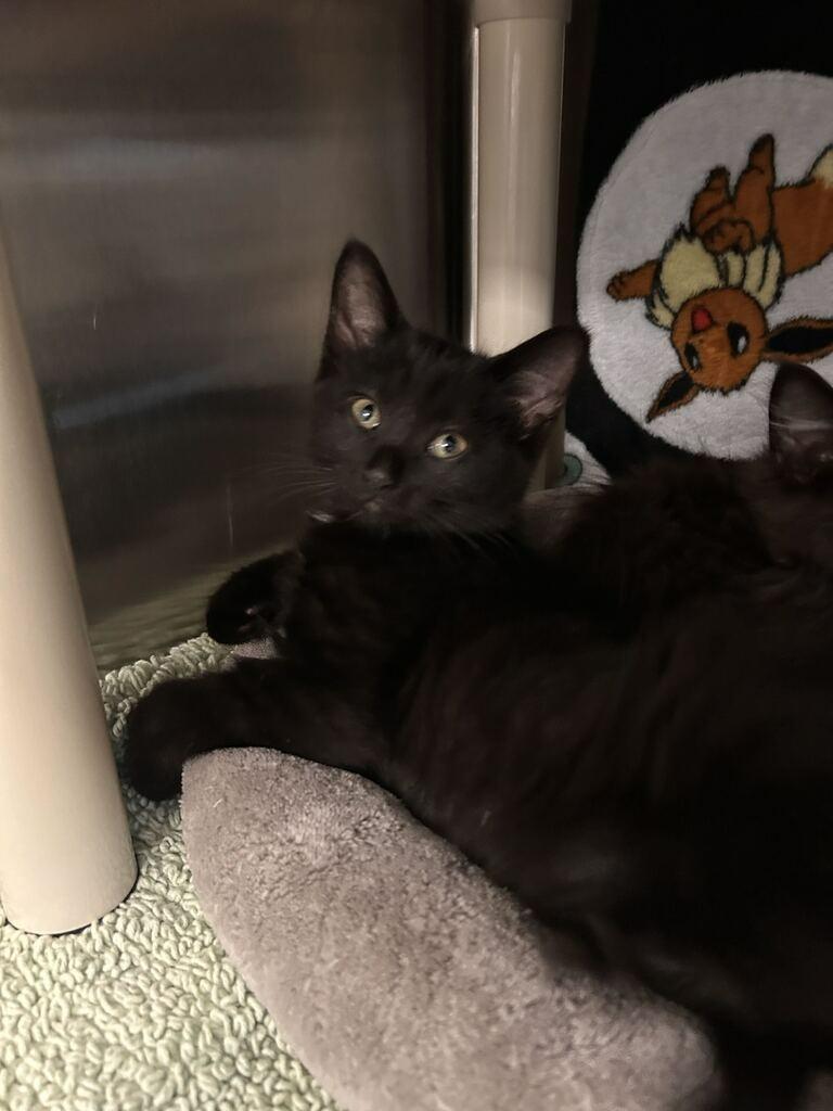 Oliver photo