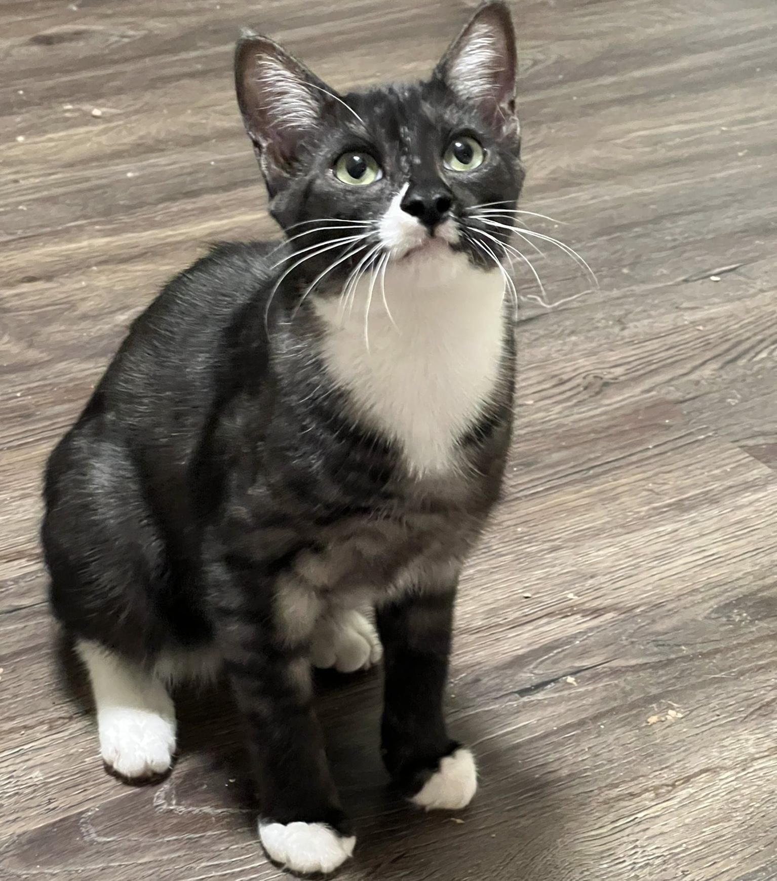 Moose, Adoptable, Young Male Tuxedo & Domestic Medium Hair.