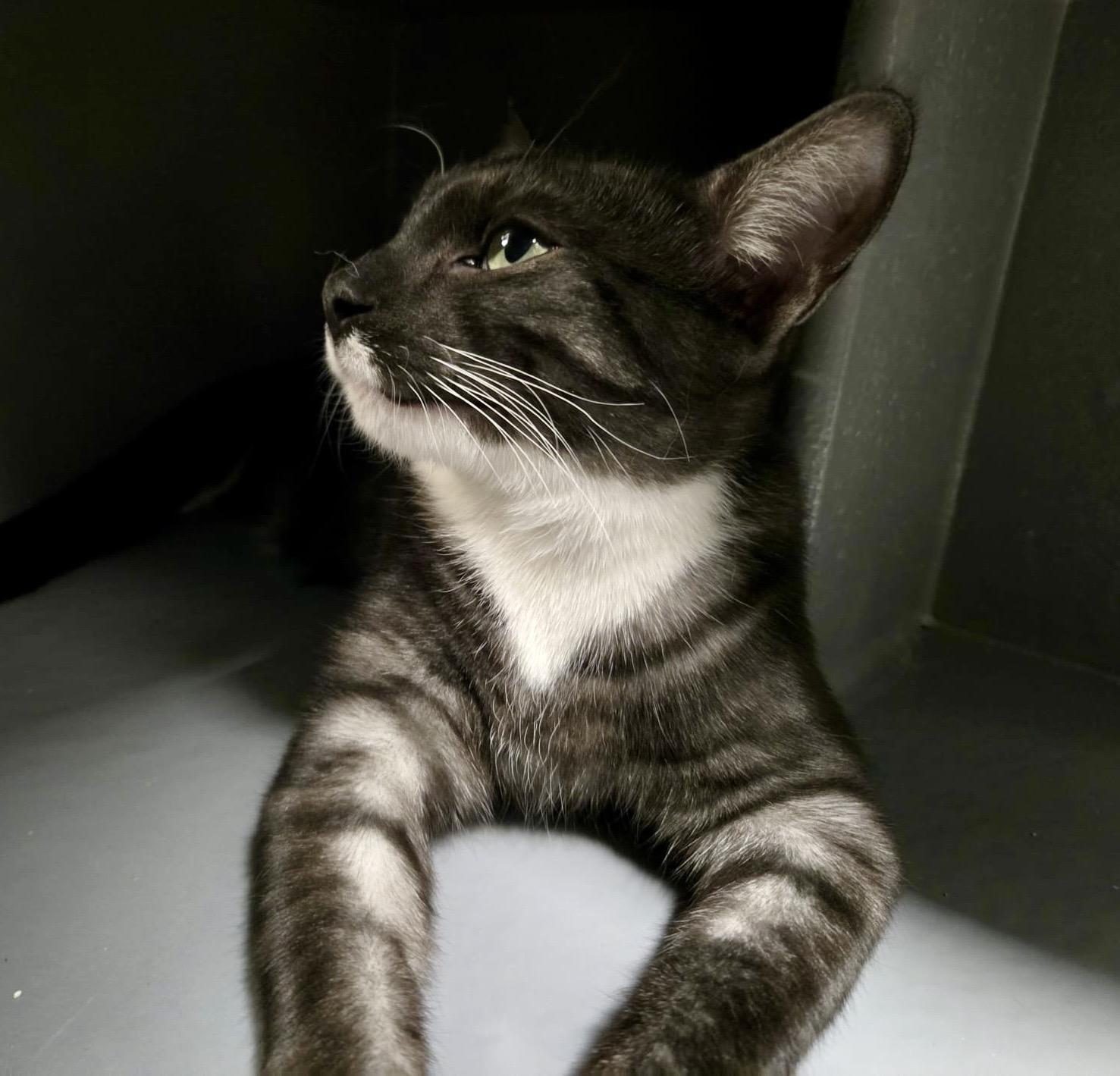 Moose, a Adoptable mixed breed in Toronto, ON image 1/6