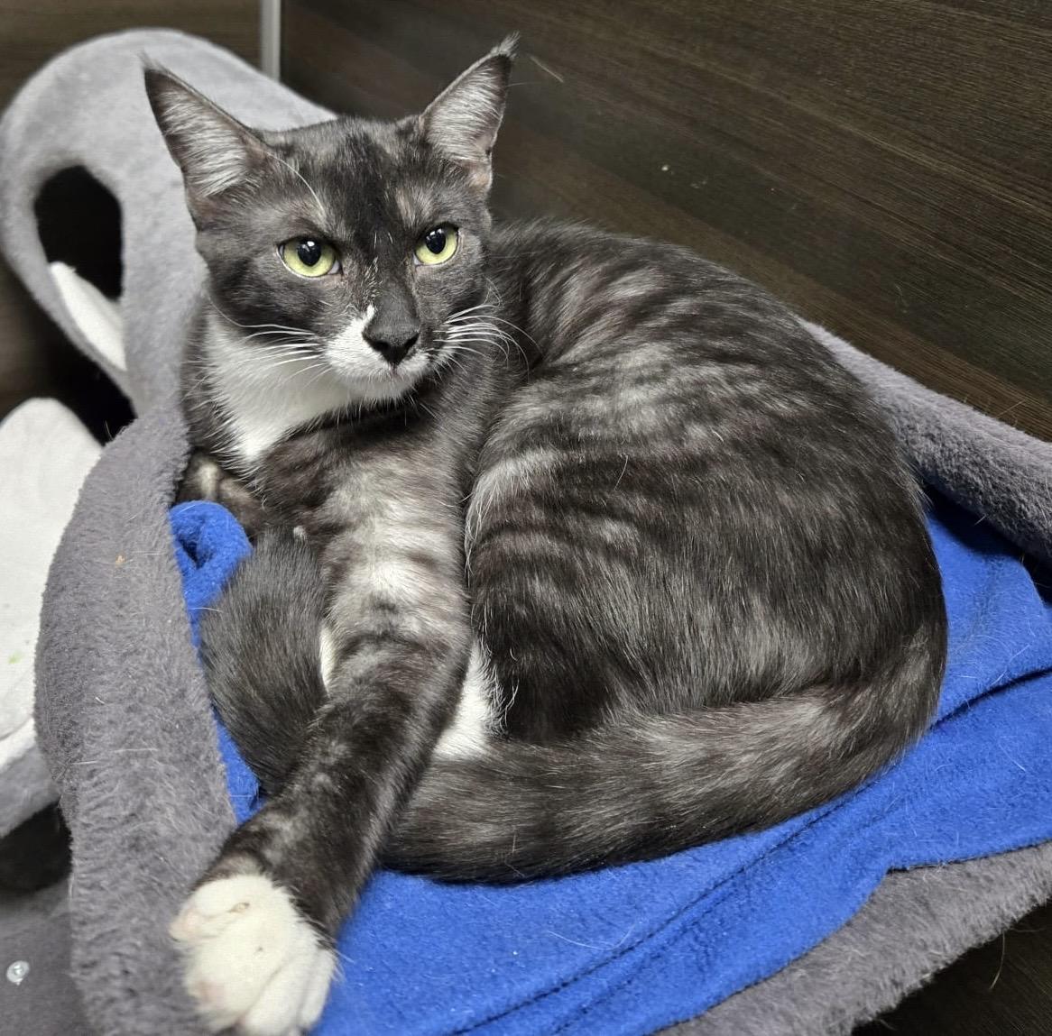 Moose, a Adoptable mixed breed in Toronto, ON image 2/6