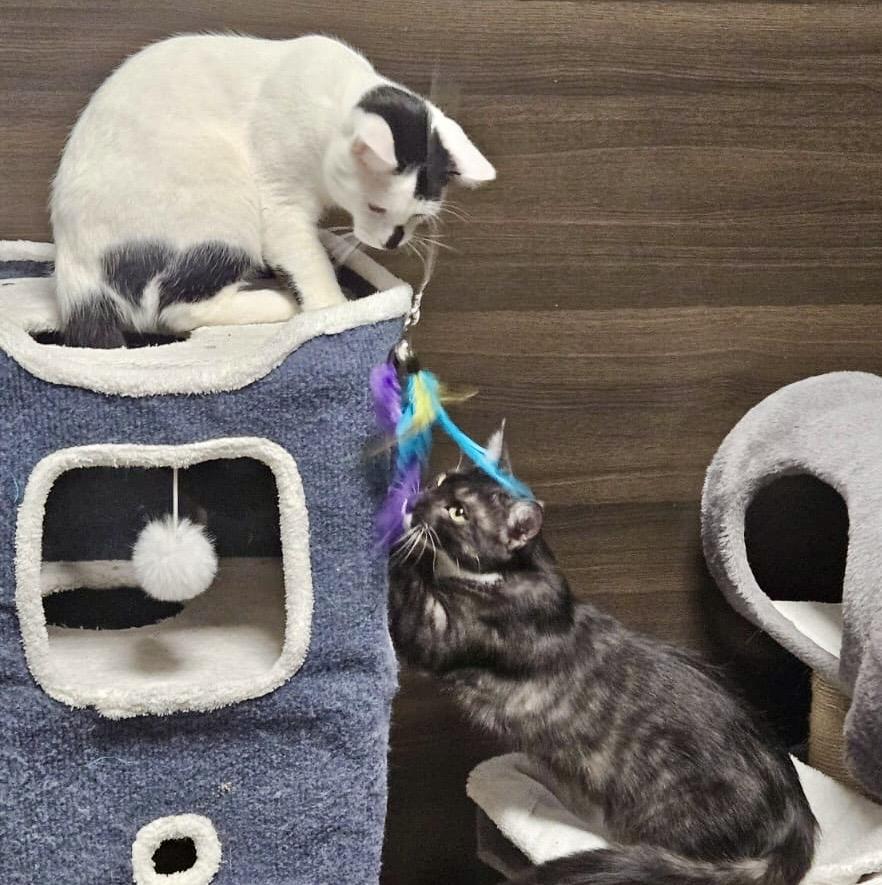 Moose, a Adoptable mixed breed in Toronto, ON image 3/6