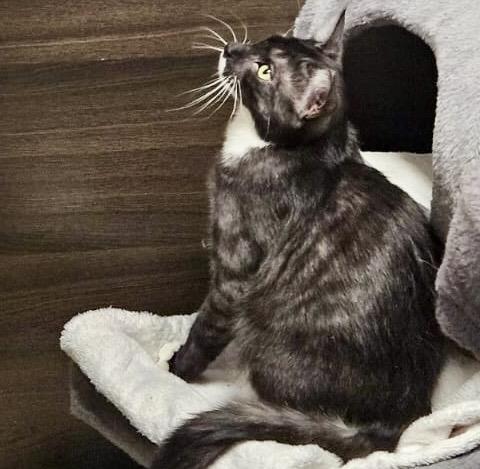 Moose, a Adoptable mixed breed in Toronto, ON image 4/6