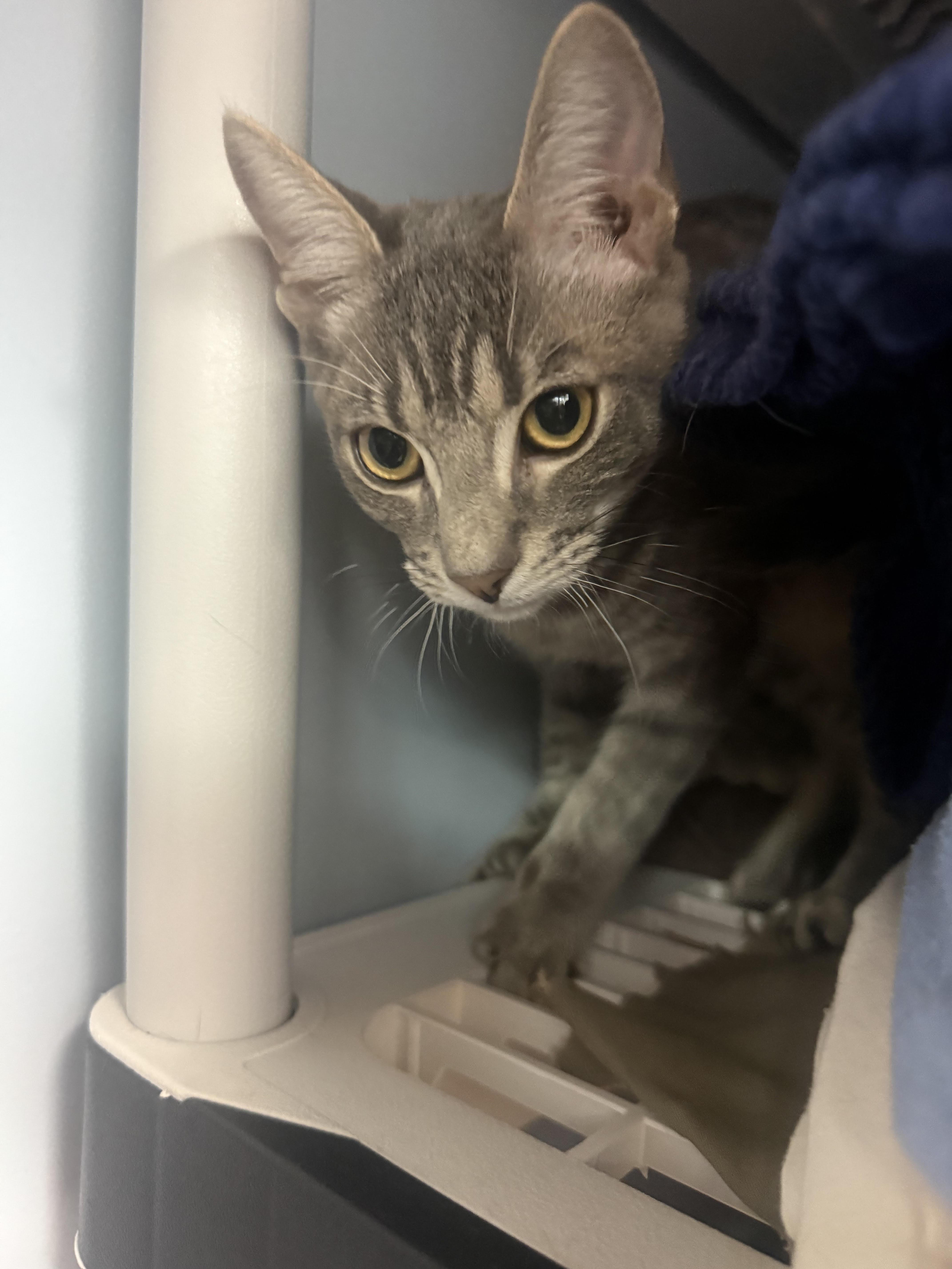 Enlarge Nimbus, a Adoptable Domestic Short Hair in Chico, CA image 1/1