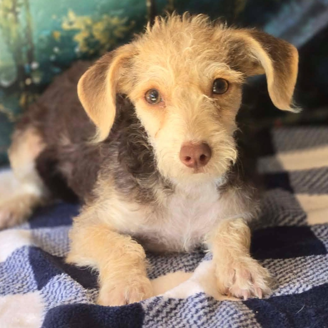 Enlarge Evie, a Adoptable mixed breed in Hooksett, NH image 1/2