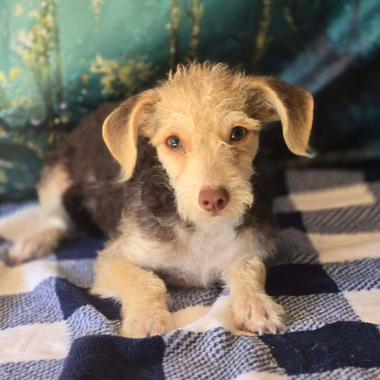 Enlarge Evie, a Adoptable mixed breed in Hooksett, NH image 2/2