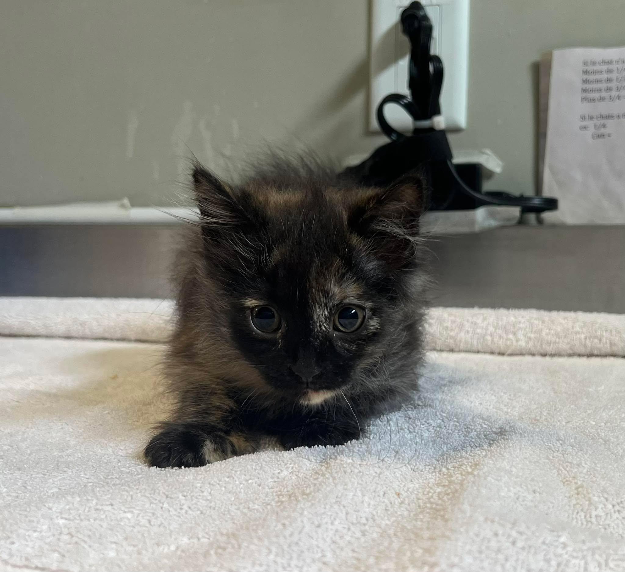 Enlarge Tulipe, an adopted Domestic Medium Hair in Delson, QC image 1/1