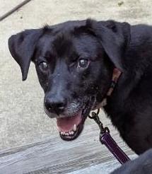 Rocky, Adoptable, Adult Male Labrador Retriever.