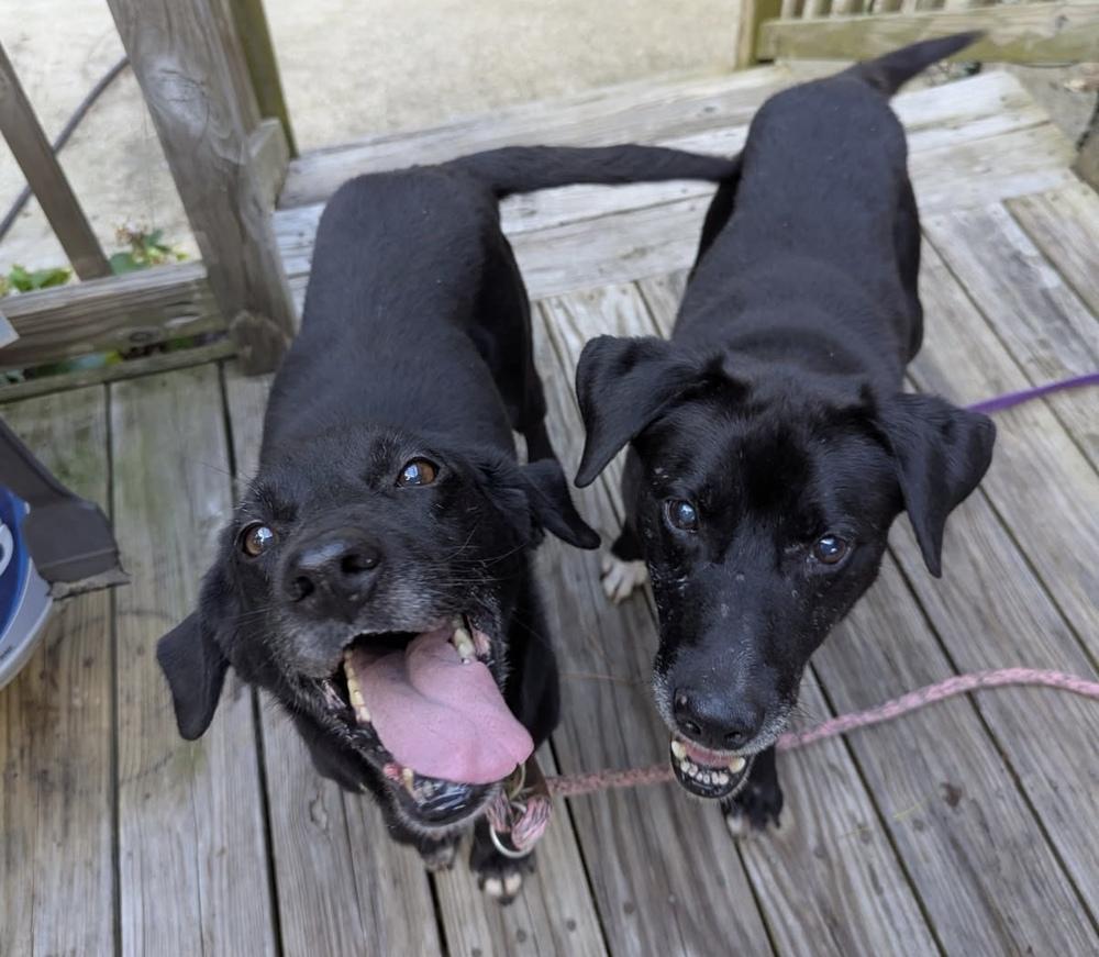 Enlarge Rocky, a Adoptable mixed breed in Louisa, VA image 2/2