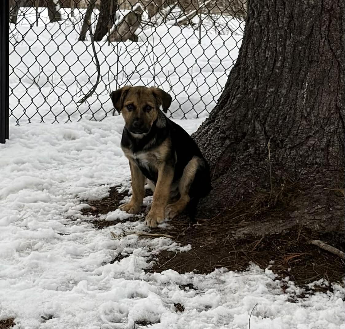 Enlarge Rosco, an adopted German Shepherd Dog in Portland, ME image 3/4