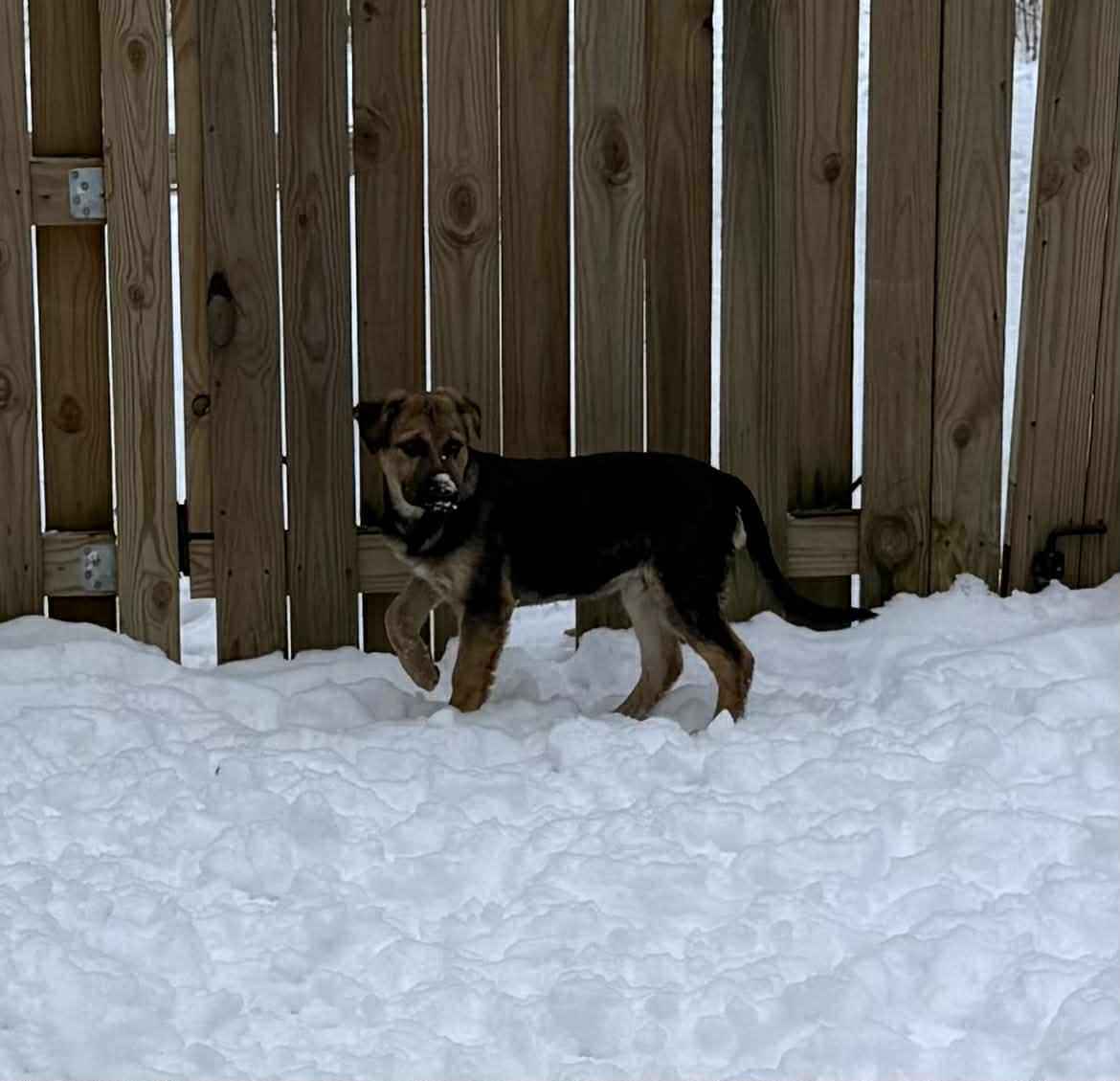 Enlarge Rosco, an adopted German Shepherd Dog in Portland, ME image 4/4