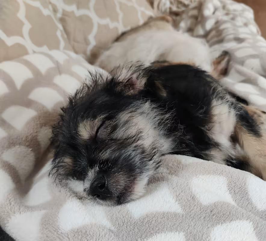 Enlarge Katy, a ADOPTABLE mixed breed in Bloomington, IN image 1/4