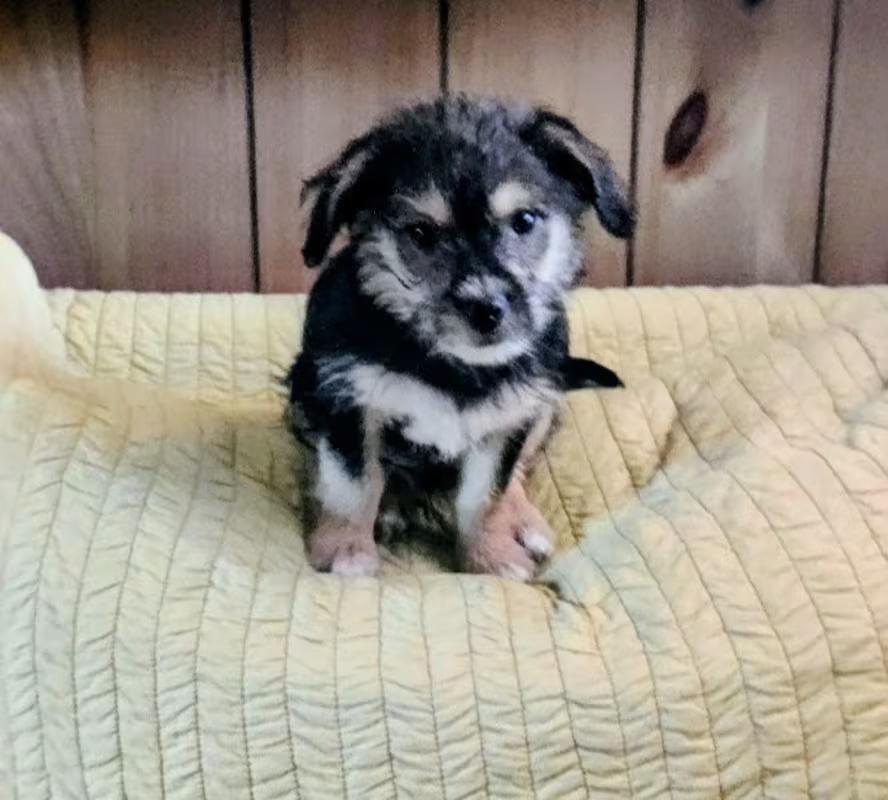 Enlarge Katy, a ADOPTABLE mixed breed in Bloomington, IN image 3/4