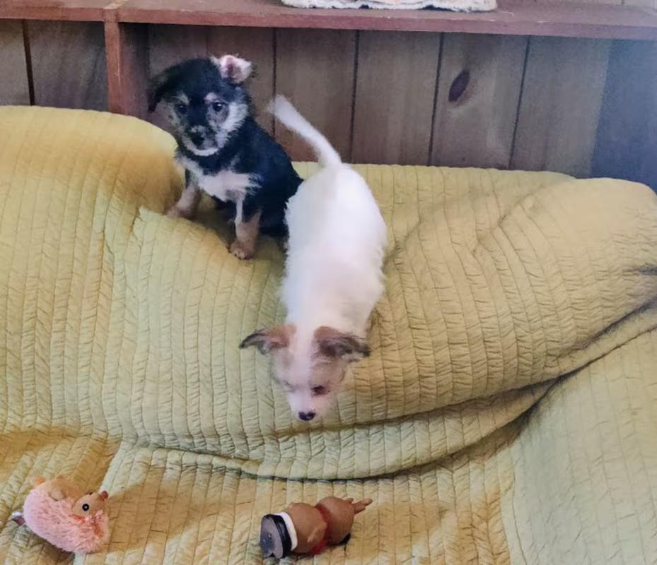 Enlarge Katy, a ADOPTABLE mixed breed in Bloomington, IN image 4/4