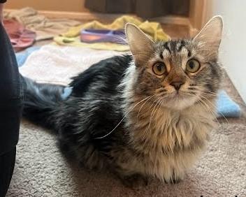 Louise, Adopted, Young Female Maine Coon.