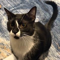 Ori Needs a Home, Adoptable, Adult Male Domestic Short Hair.