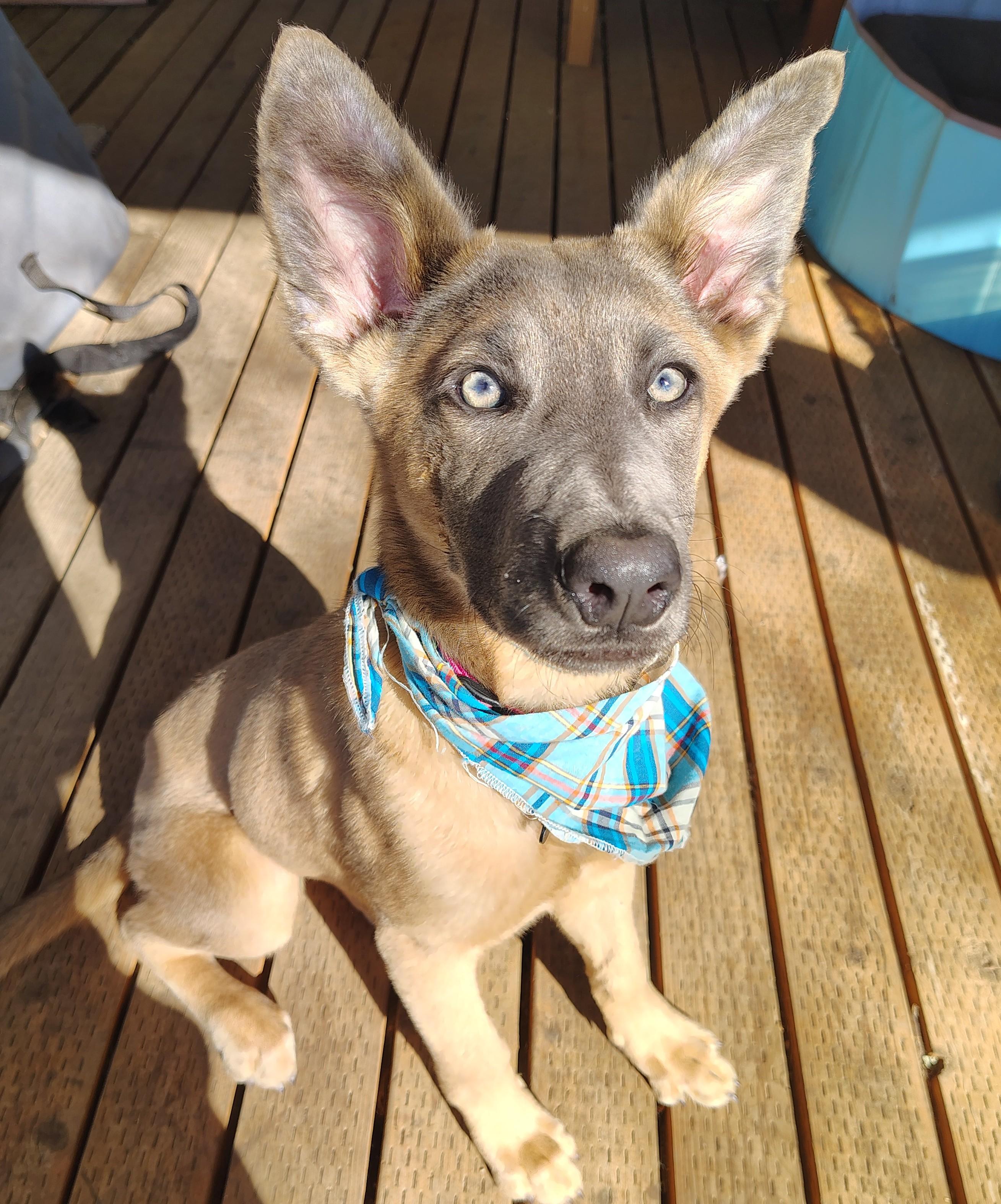 Azul, Adopted, Young Female Belgian Shepherd / Malinois.