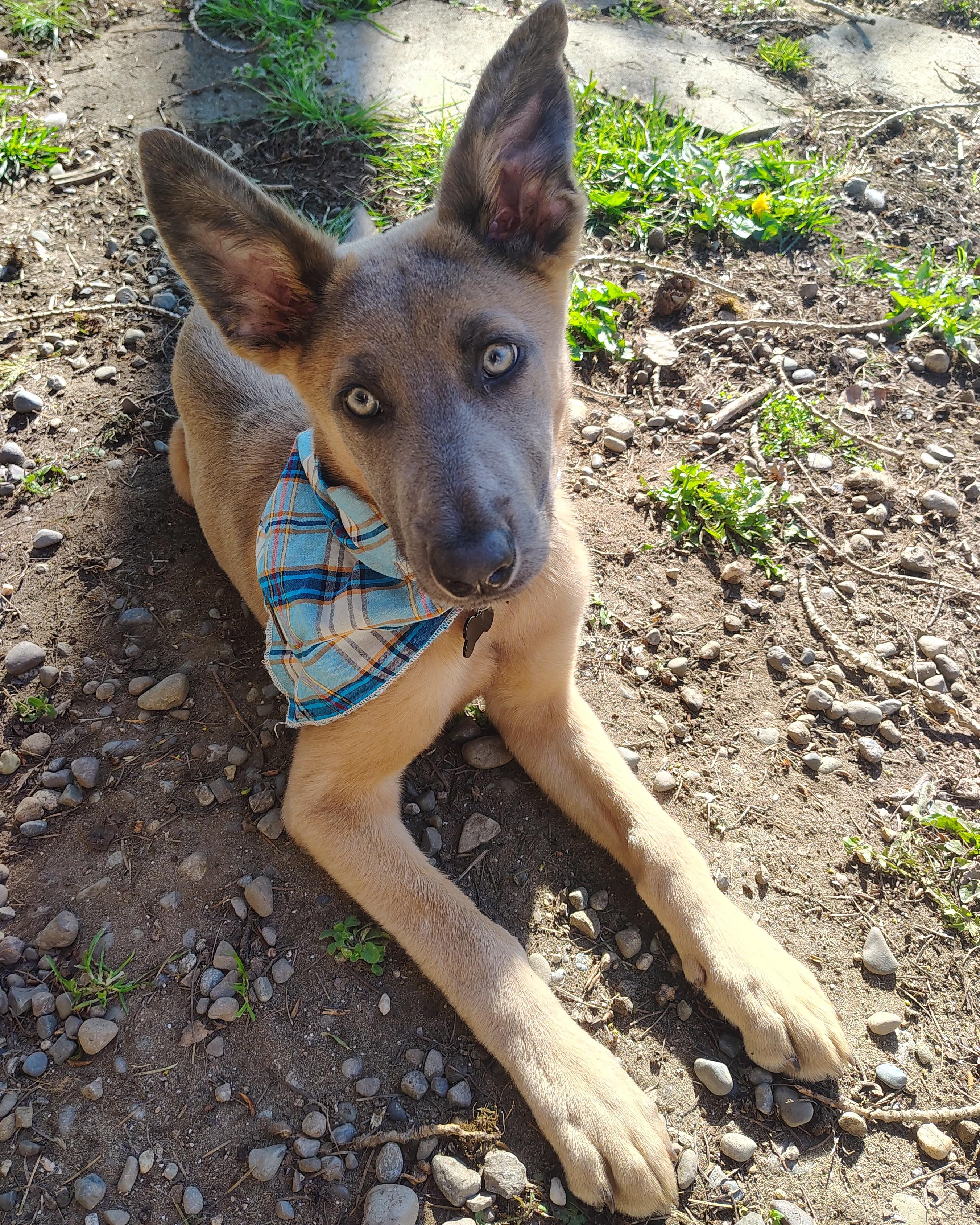 Azul, a Adopted Belgian Shepherd / Malinois in Vancouver, WA image 2/6