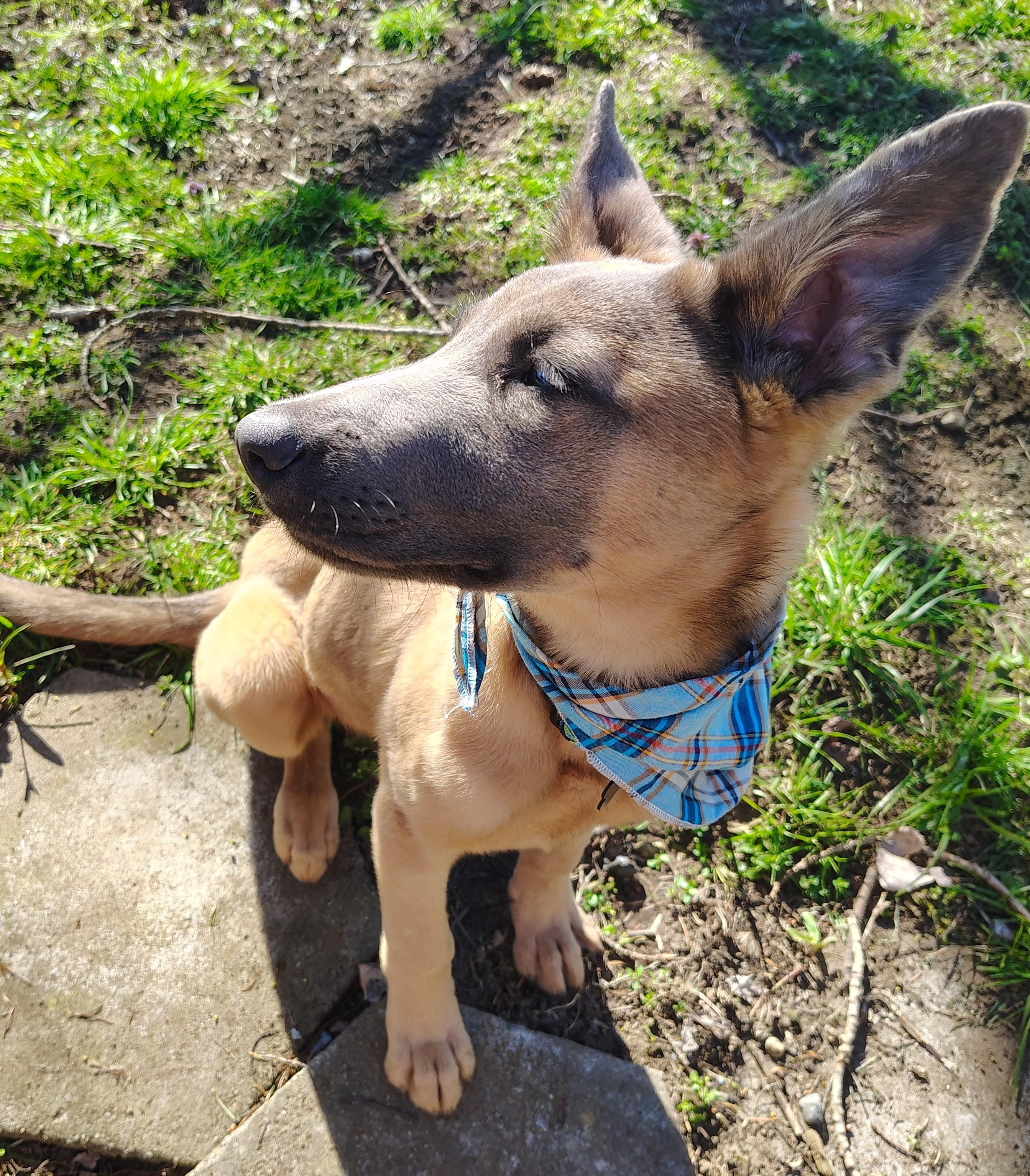 Azul, a Adopted Belgian Shepherd / Malinois in Vancouver, WA image 3/6