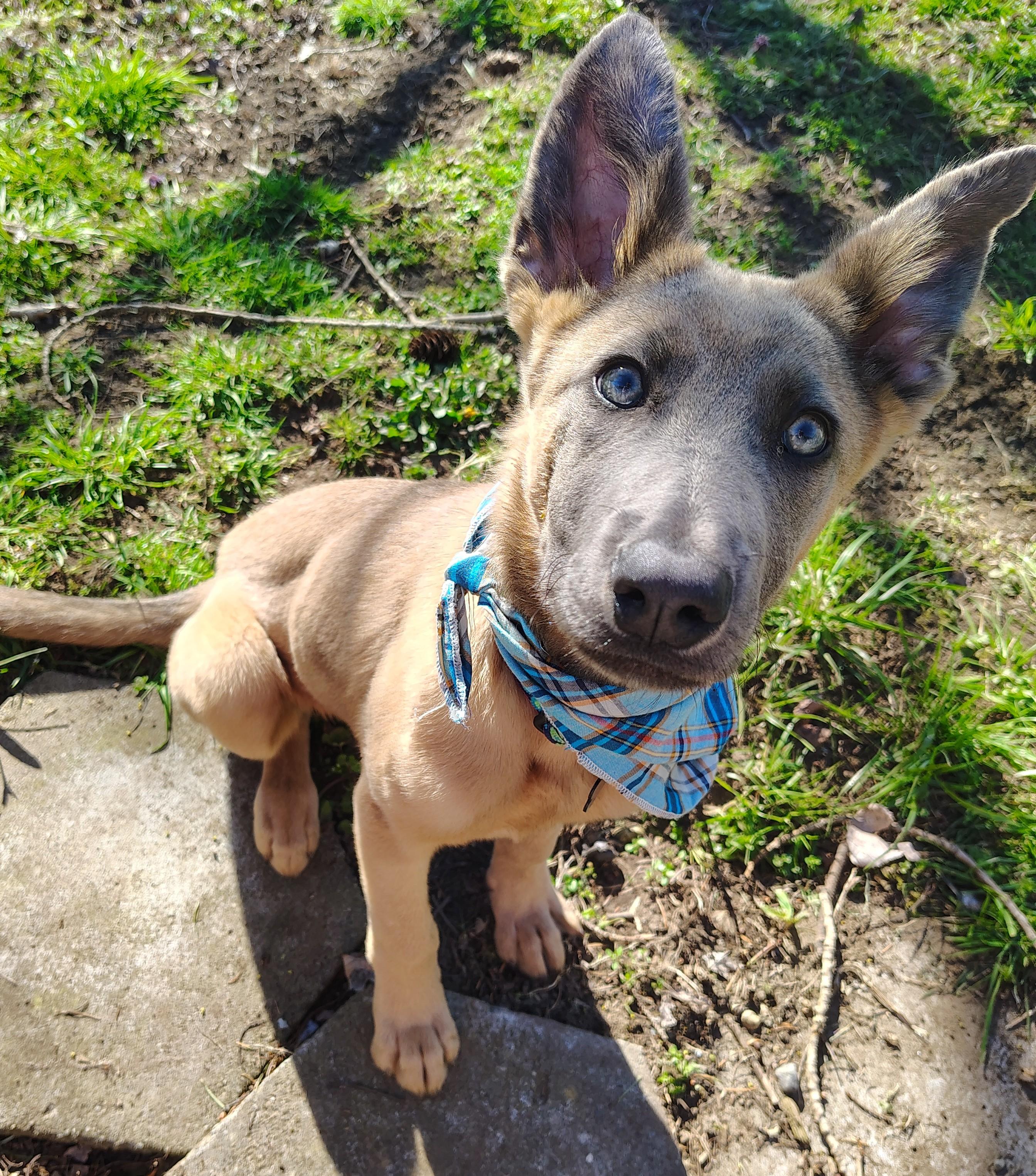 Azul, a Adopted Belgian Shepherd / Malinois in Vancouver, WA image 4/6