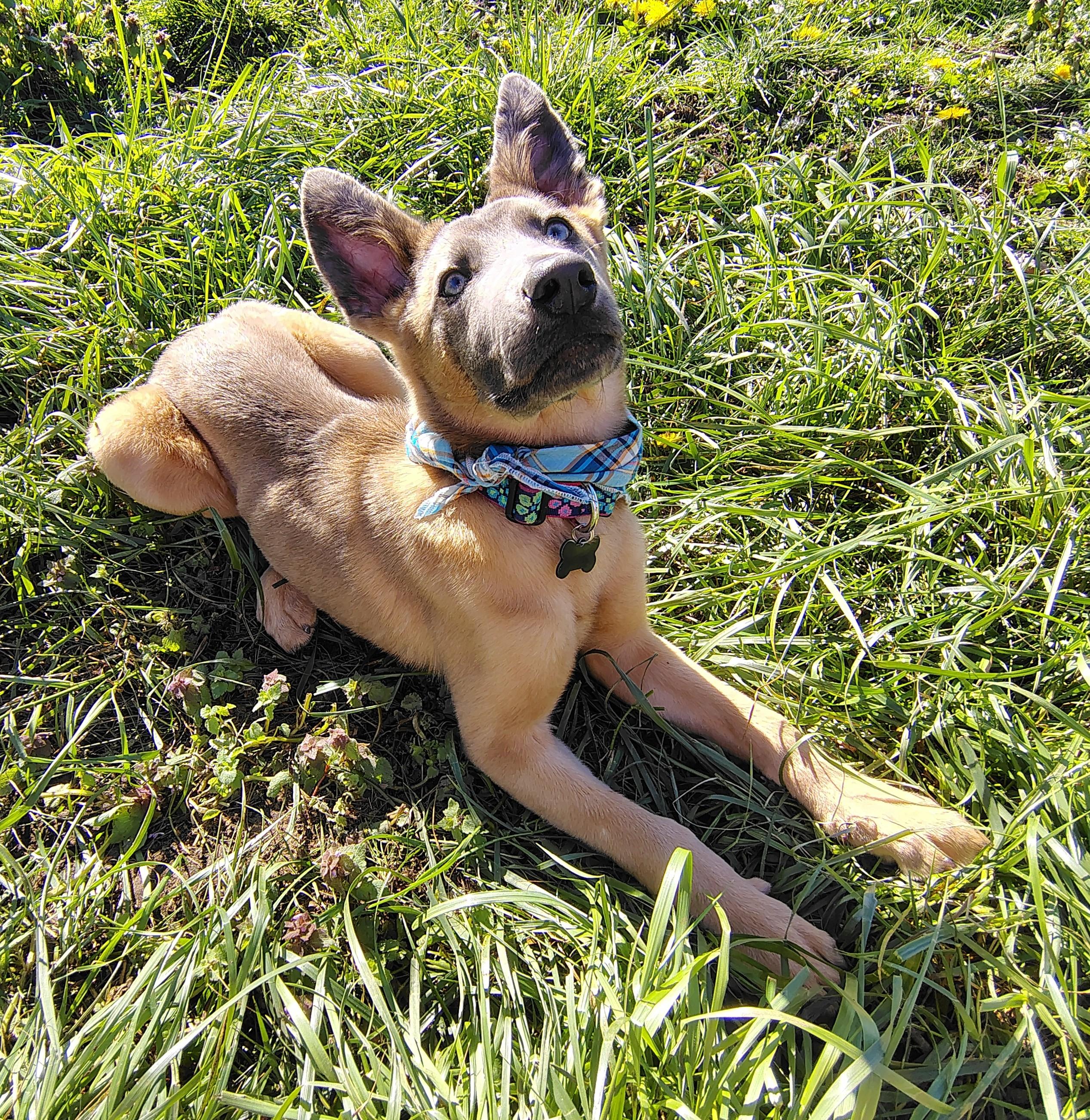 Azul, a Adopted Belgian Shepherd / Malinois in Vancouver, WA image 6/6