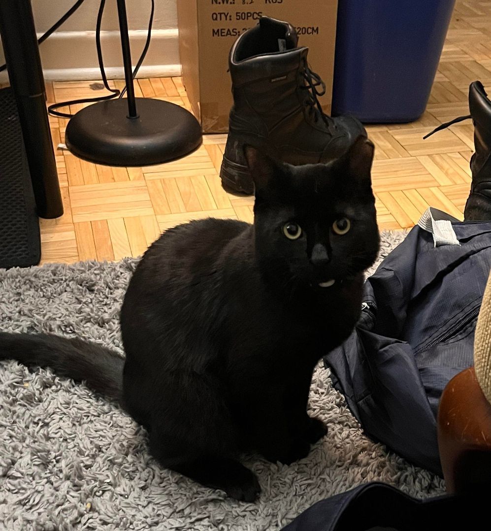 Luna, Adopted, Kitten Female Domestic Short Hair.