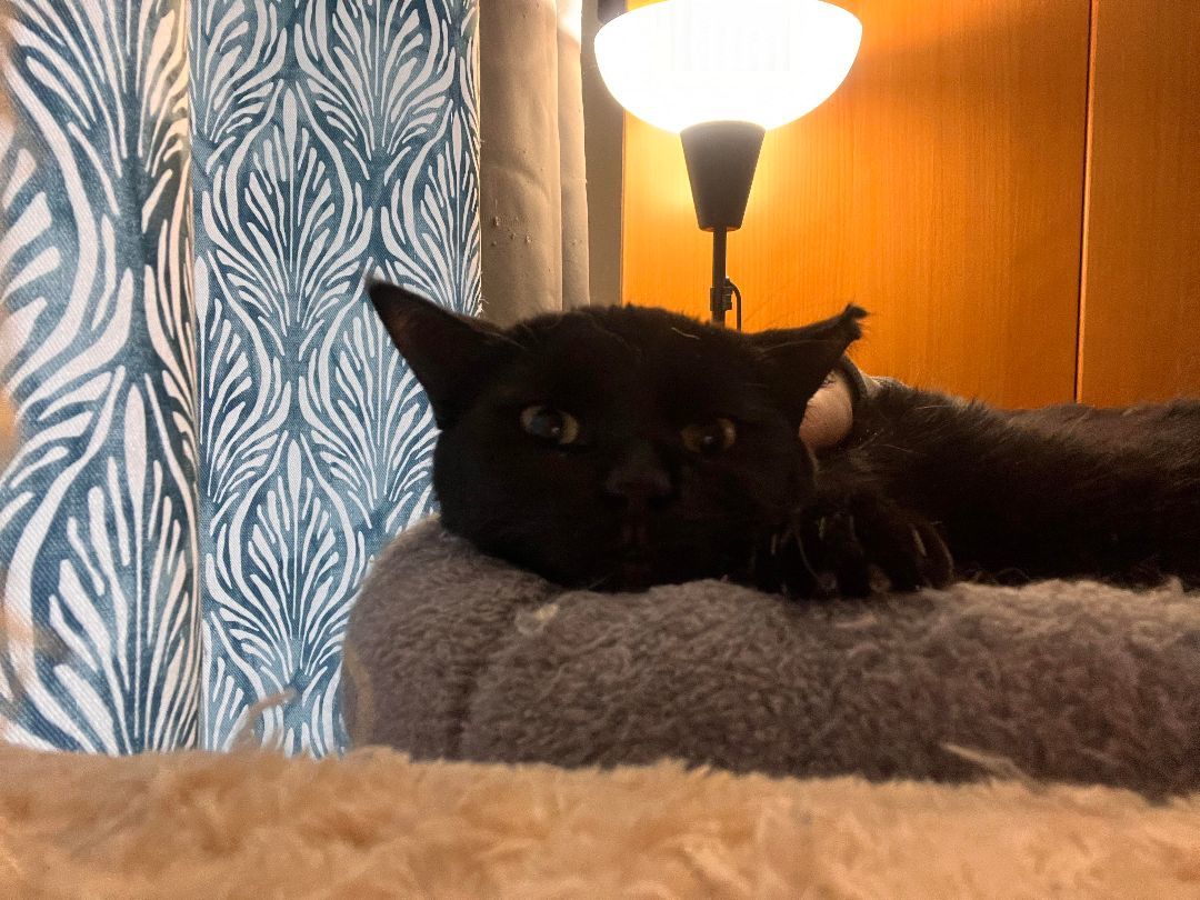 Enlarge Luna, a Adopted Domestic Short Hair in Montreal, QC image 2/6