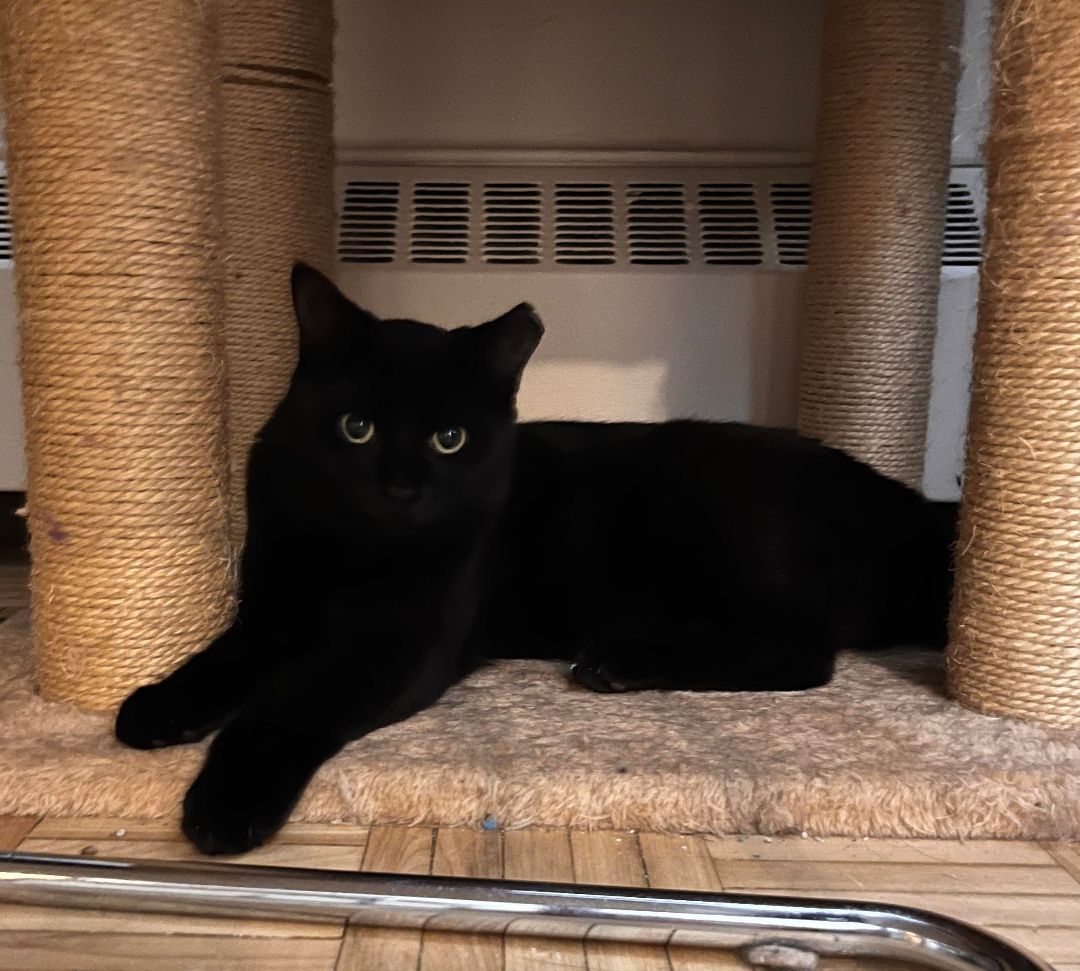 Enlarge Luna, a Adopted Domestic Short Hair in Montreal, QC image 3/6