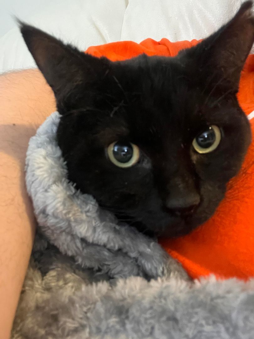 Enlarge Luna, a Adopted Domestic Short Hair in Montreal, QC image 4/6