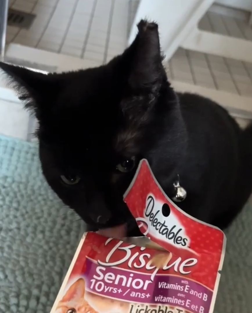 Enlarge Luna, a Adopted Domestic Short Hair in Montreal, QC image 5/6