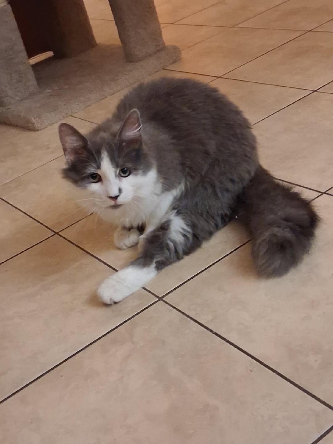 Patrick , adoptable, Young Male Domestic Medium Hair.