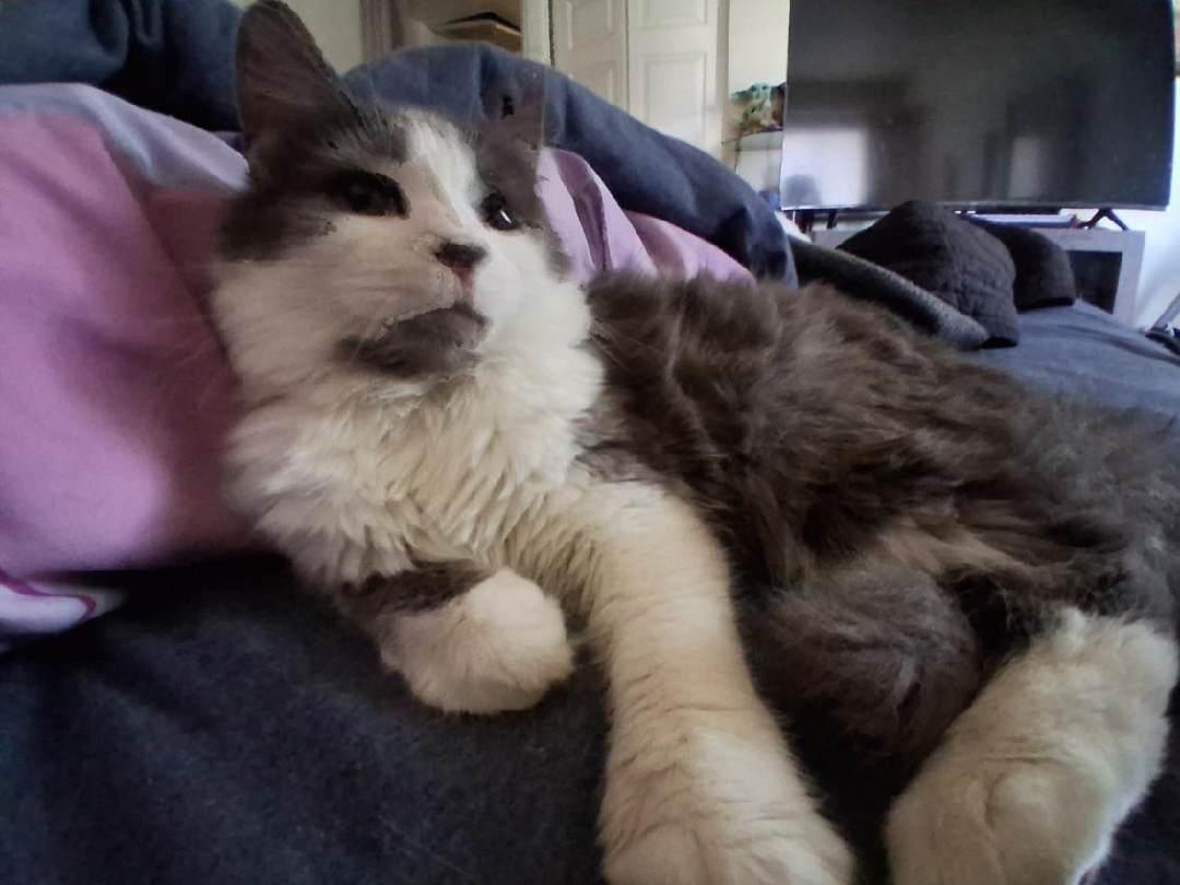 Patrick , adopted, Kitten Male Domestic Medium Hair.