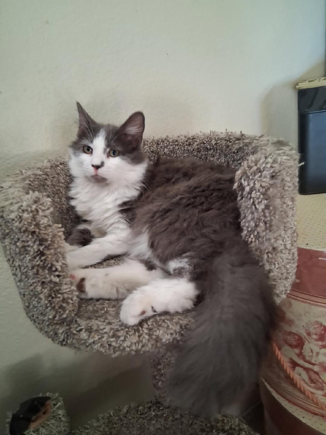 Enlarge Patrick , an adopted mixed breed in Youngtown, AZ image 3/3